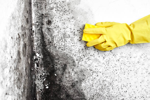 Professional Mold Remediation in Ottawa, IL